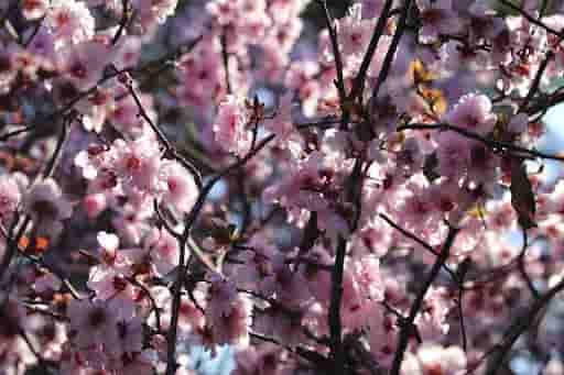 Cherry Blossom Picnic 2013 [JASS]