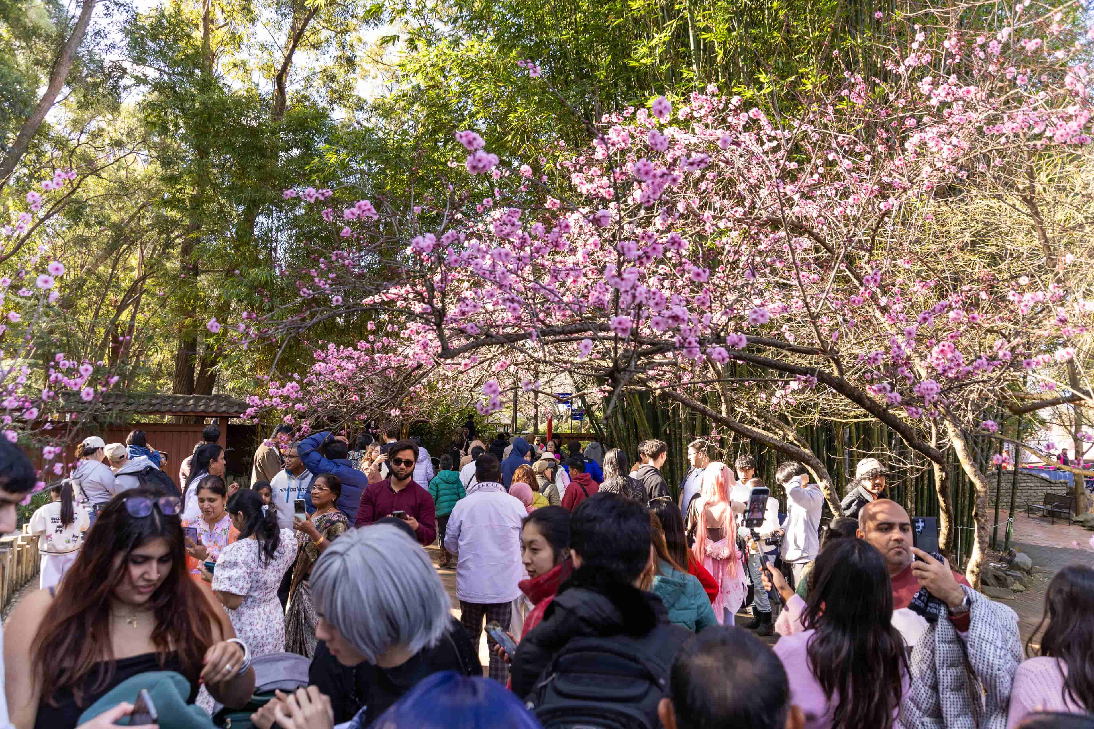 Cherry Blossom 2025