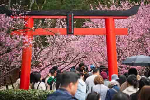 Cherry Blossom Festival 2024 🌸