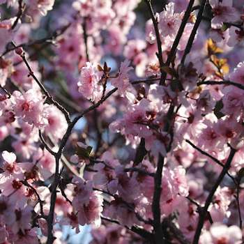Cherry Blossom Picnic 2013 [JASS]